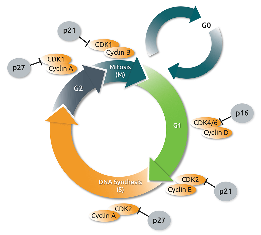 Mechanism of Action Diagram