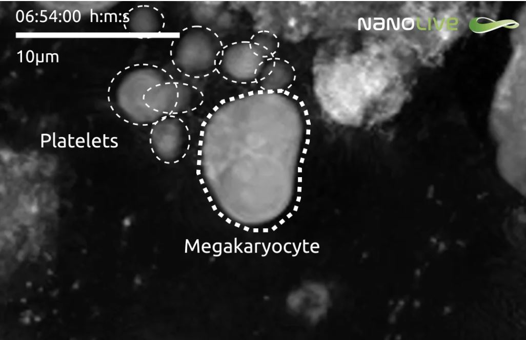High resolution live footage of the formation and spontaneous release of platelets