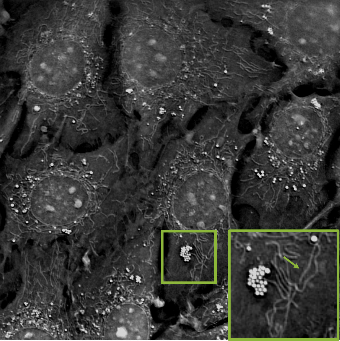 Mitochondria imaged with the 3D Cell Explorer, label-free in living cells