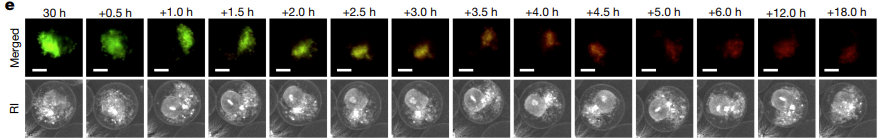 Mitochondrial Transfer as Captured Using Nanolive’s Technology Mitochondrial Transfer as Captured Using Nanolive’s Technology