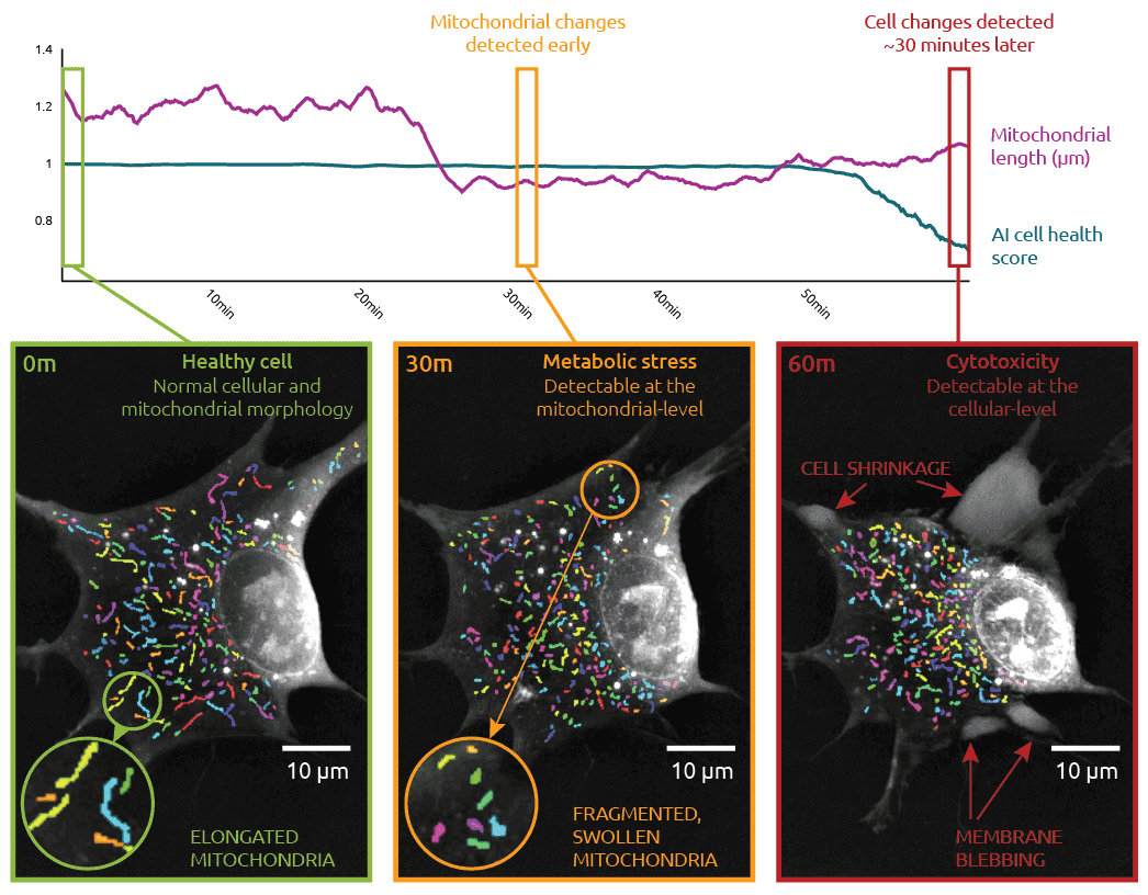 Mitochondrial morphology Figure 1. Plot of the mean count of mitochondrial branches in control and antimycin-treated cells