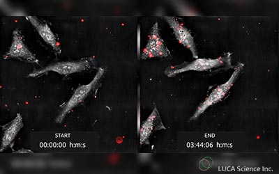 Nanolive revolutionizing mitochondrial therapy research in Japan: “Seeing is believing”