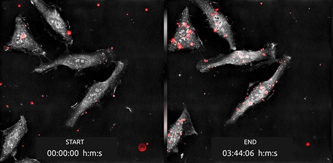Mitochondrial uptake by HeLa cells