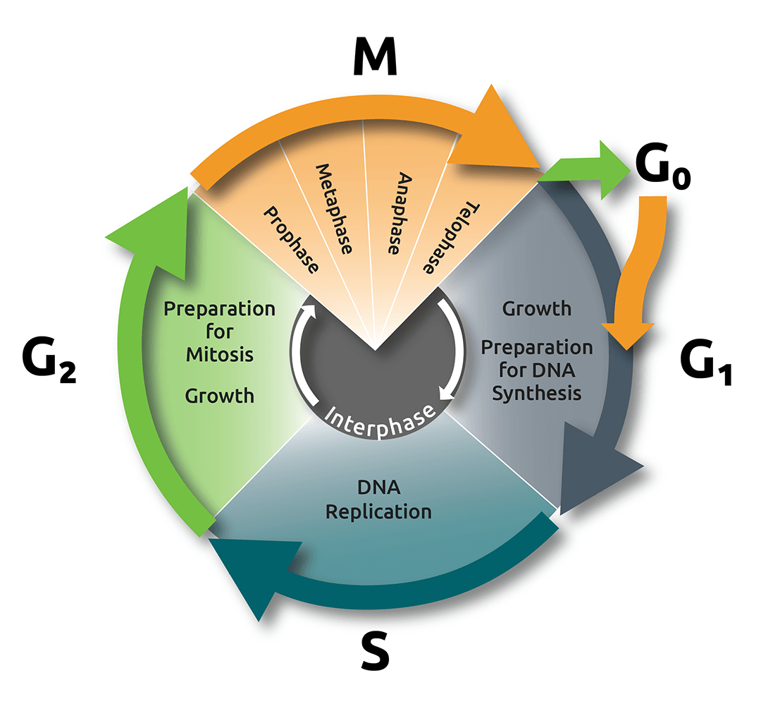 Mitosis cell cycle diagram Mitosis cell cycle
