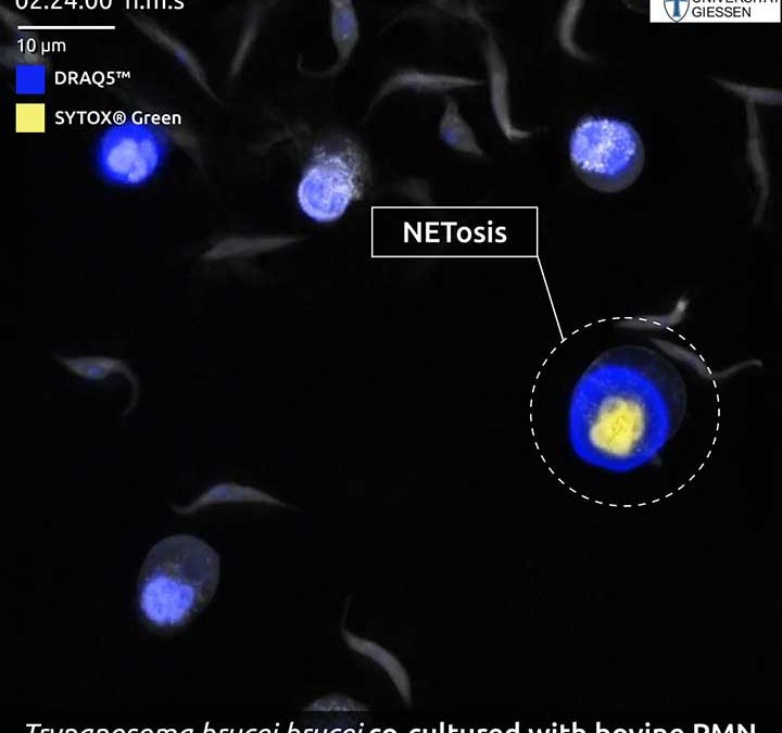 Nanolive imaging reveals NETosis to play a key role in host-pathogen interactions in Animal African trypanosomosis