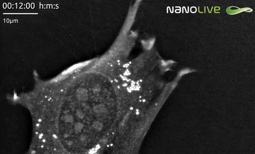 Article: norepinephrine triggers lipid accumulation