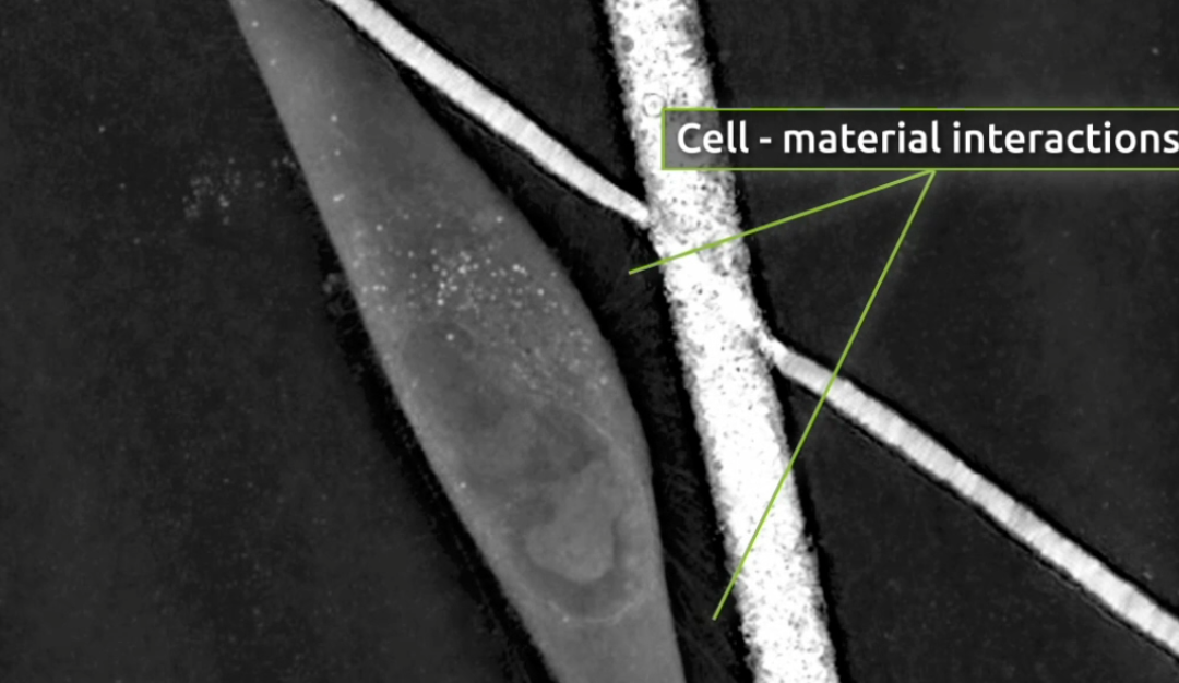 Is surface roughness the key to improving bone scaffolds?