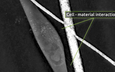 Is surface roughness the key to improving bone scaffolds?