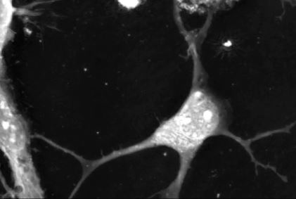Feature Client: Gabriel Ichim from the Centre for Cancer Research (CRCL) in Lyon, France