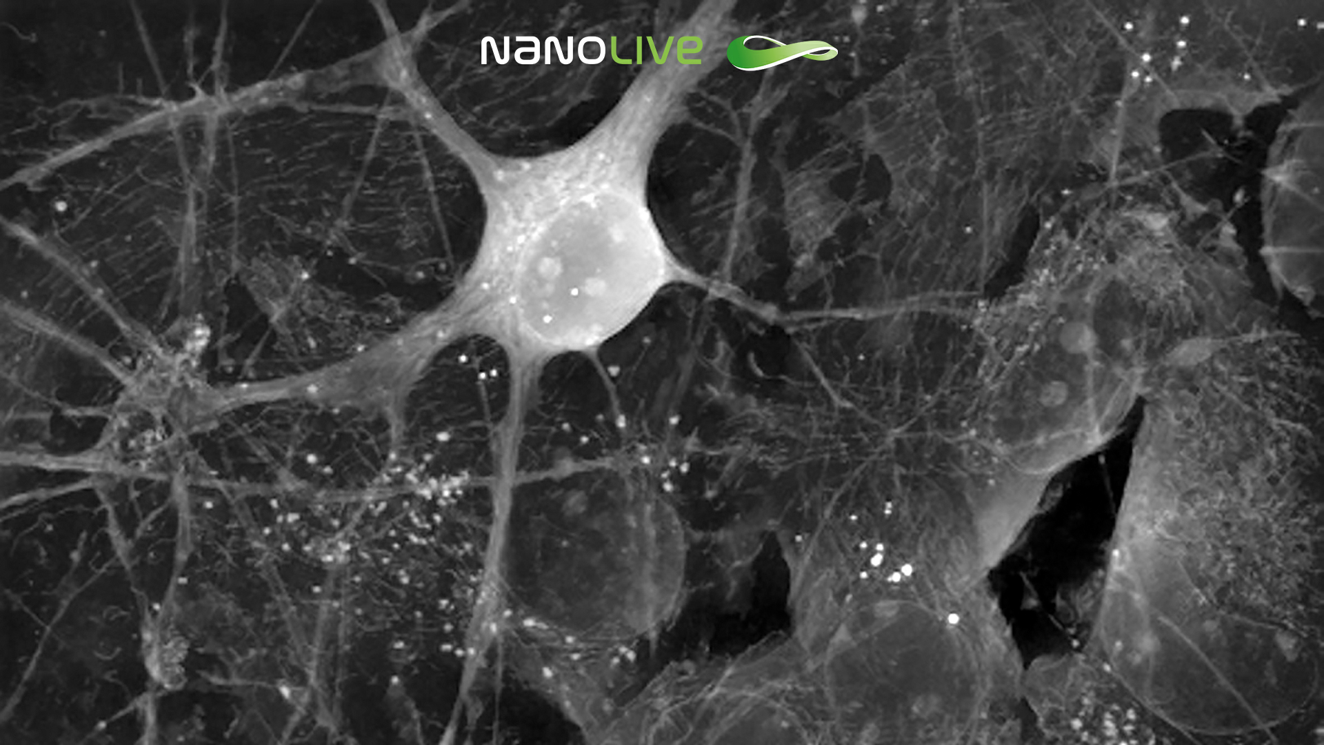 Neuron on carpet of astrocytes 3D Cell Explorer-fluo Neuron on carpet of astrocytes 3D Cell Explorer-fluo