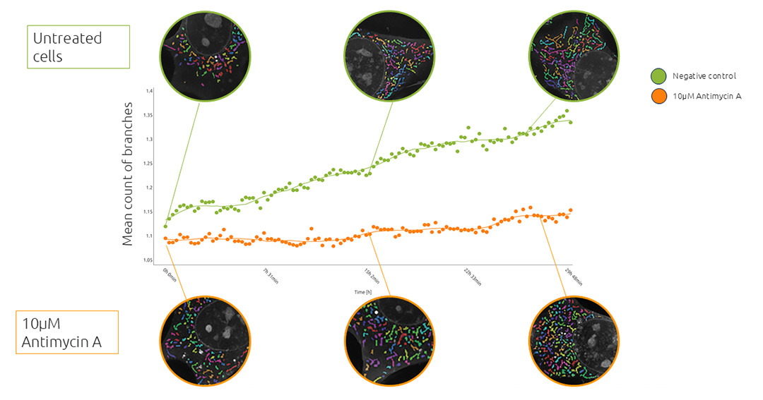 Figure 1. Plot of the mean count of mitochondrial branches in control and antimycin-treated cells Figure 1. Plot of the mean count of mitochondrial branches in control and antimycin-treated cells
