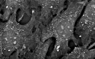 Nanolive at the “Targeting Mitochondria Congress” in Berlin this October 27 – 29