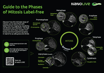 Phases of Mistosis guide Poster