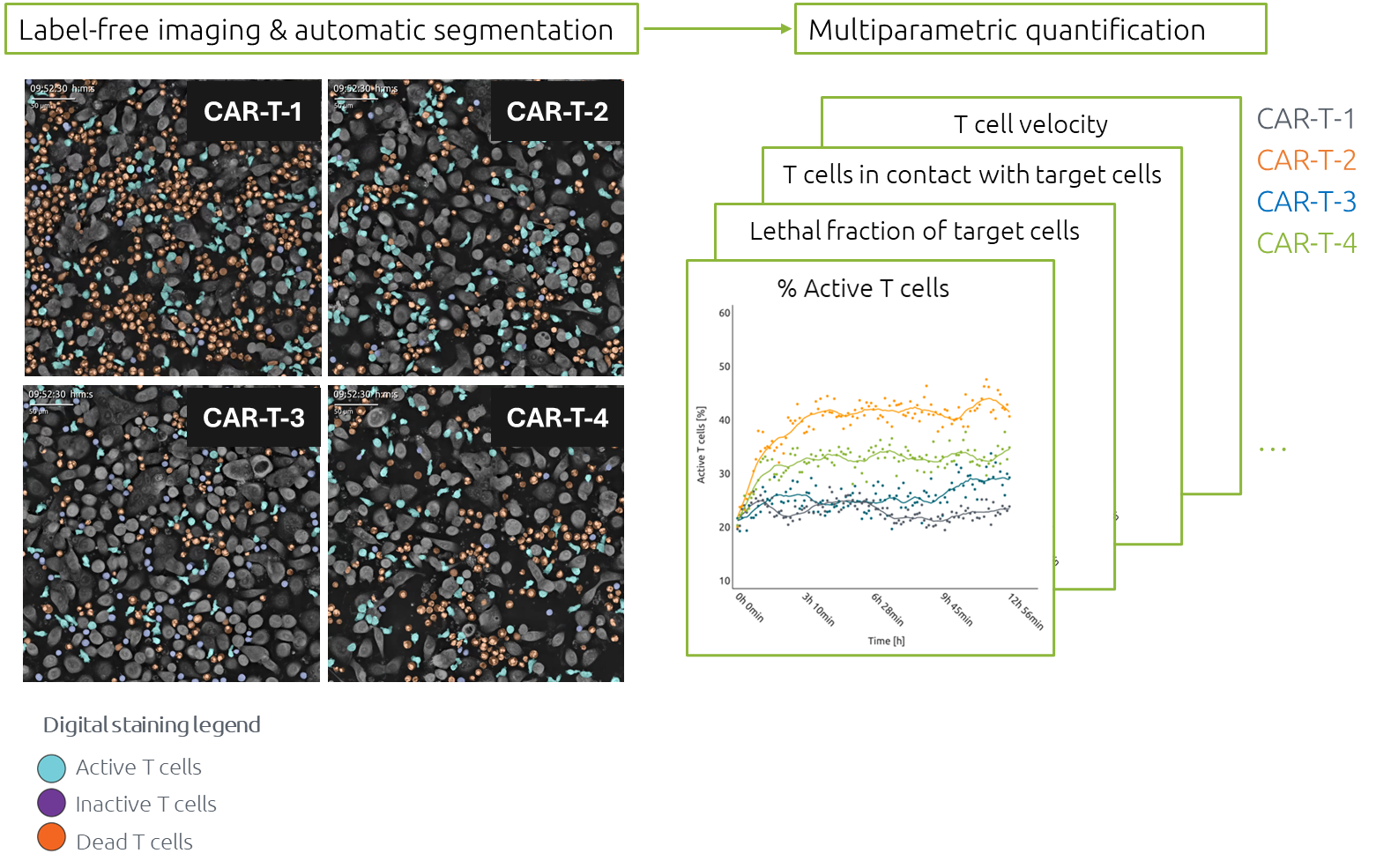 Label-free imaging and automatic segmentation Label-free imaging and automatic segmentation