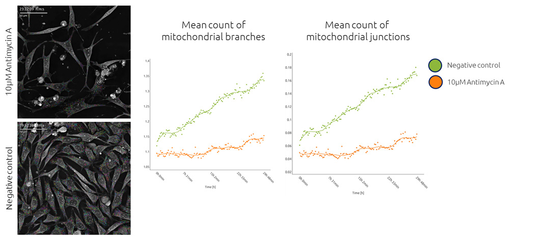 Picture1_1080px Case study: Antimycin A disrupts mitochondrial network complexity