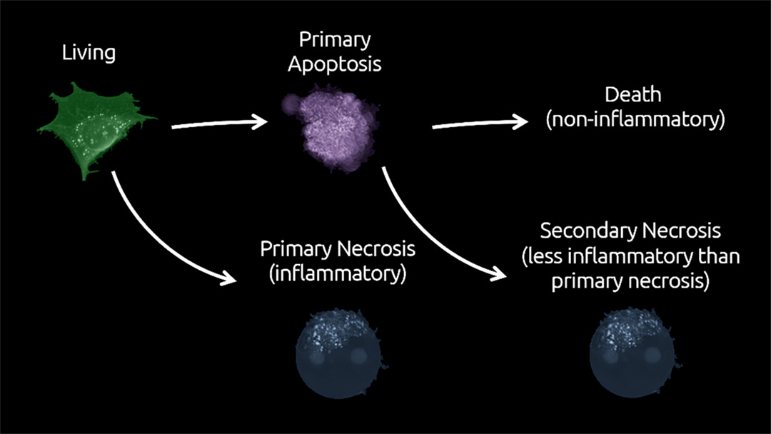 Cell death pathways