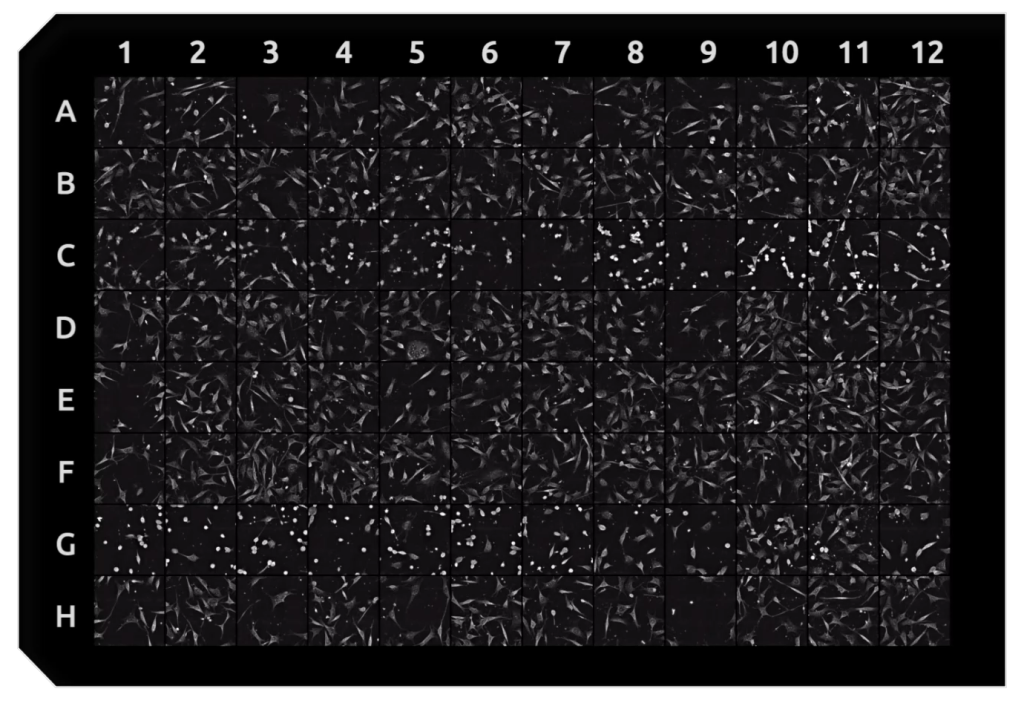 Plate Cytotoxicity screen in a 96-well plate, using Nanolive's LIVE Cytotoxicity Assay.