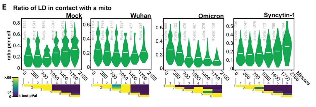 Ratio-of-LD Ratio of Lipid Droplets