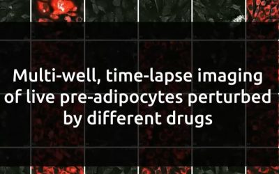New Application Note: Investigating multiple drug-induced perturbations with Nanolive’s Automated live cell imaging