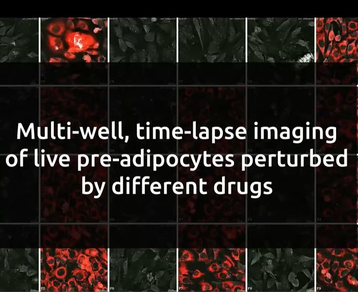 New Application Note: Investigating multiple drug-induced perturbations with Nanolive’s Automated live cell imaging