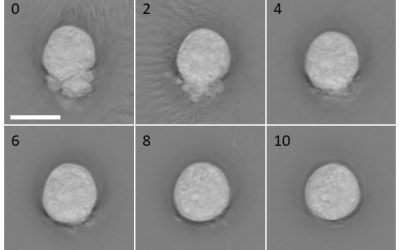 Nanolive featured in a Nature Protocols paper as part of a new methodology for efficient and safe single-cell cloning