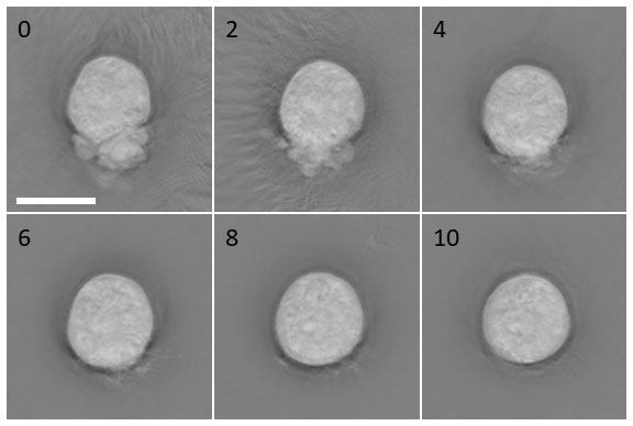 Nanolive featured in a Nature Protocols paper as part of a new methodology for efficient and safe single-cell cloning