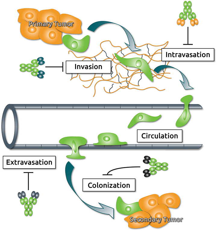 Steps of metastasis