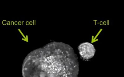 Nobel Prize goes to James P. Allison and Tasuku Honjo  for their discovery of cancer therapy by inhibition of negative immune regulation