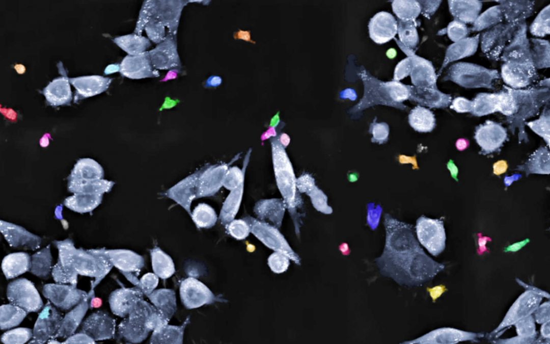 Nanolive launches the Live T Cell Assay