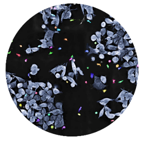 T cells  label-free live cell imaging