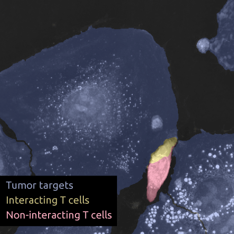 T=14_extracted_data_2025-10-03_run3525_Overlay_crop-(1) Figure 1. Plot of the mean count of mitochondrial branches in control and antimycin-treated cells