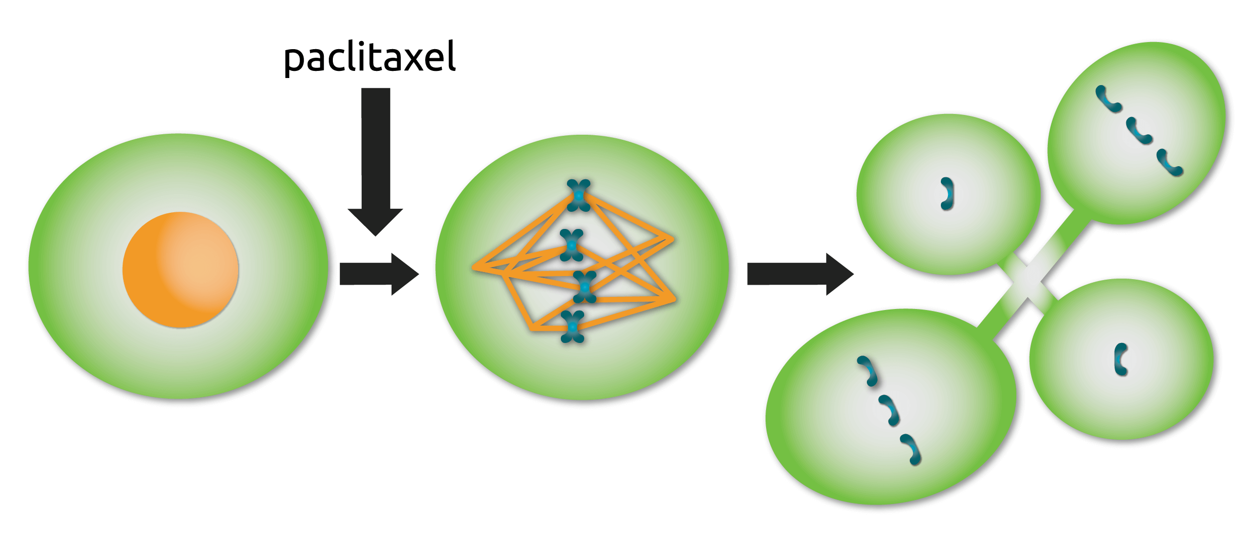 Taxol Diagram-01 Taxol Diagram