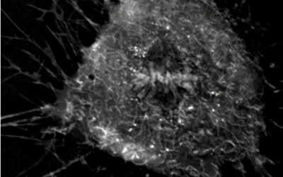 Nanolive imaging captures discrete phases of mitosis in spectacular detail