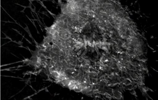 Nanolive imaging captures discrete phases of mitosis in spectacular detail