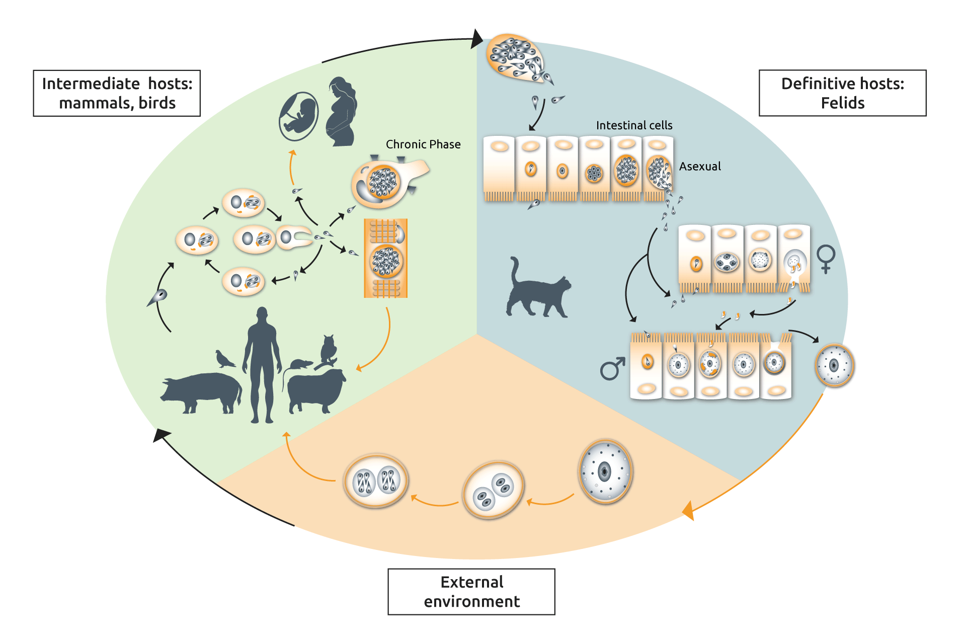 Toxoplasma live cycle