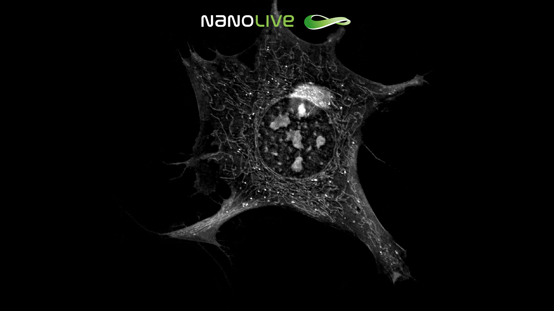 Unperturbed 3T3-derived preadipocyte cells 3D Cell Explorer Unperturbed 3T3-derived preadipocyte cells 3D Cell Explorer