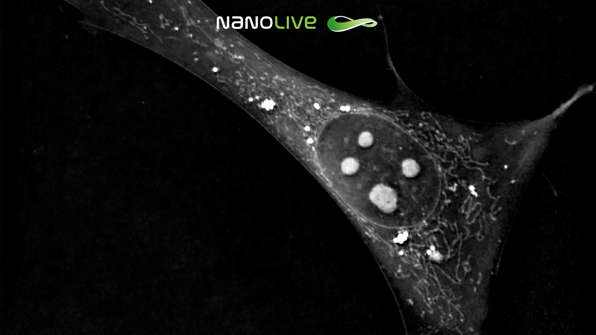 Unperturbed 3T3-derived preadipocyte cells (nucleoli) 3D Cell Explorer Unperturbed 3T3-derived preadipocyte cells (nucleoli) 3D Cell Explorer