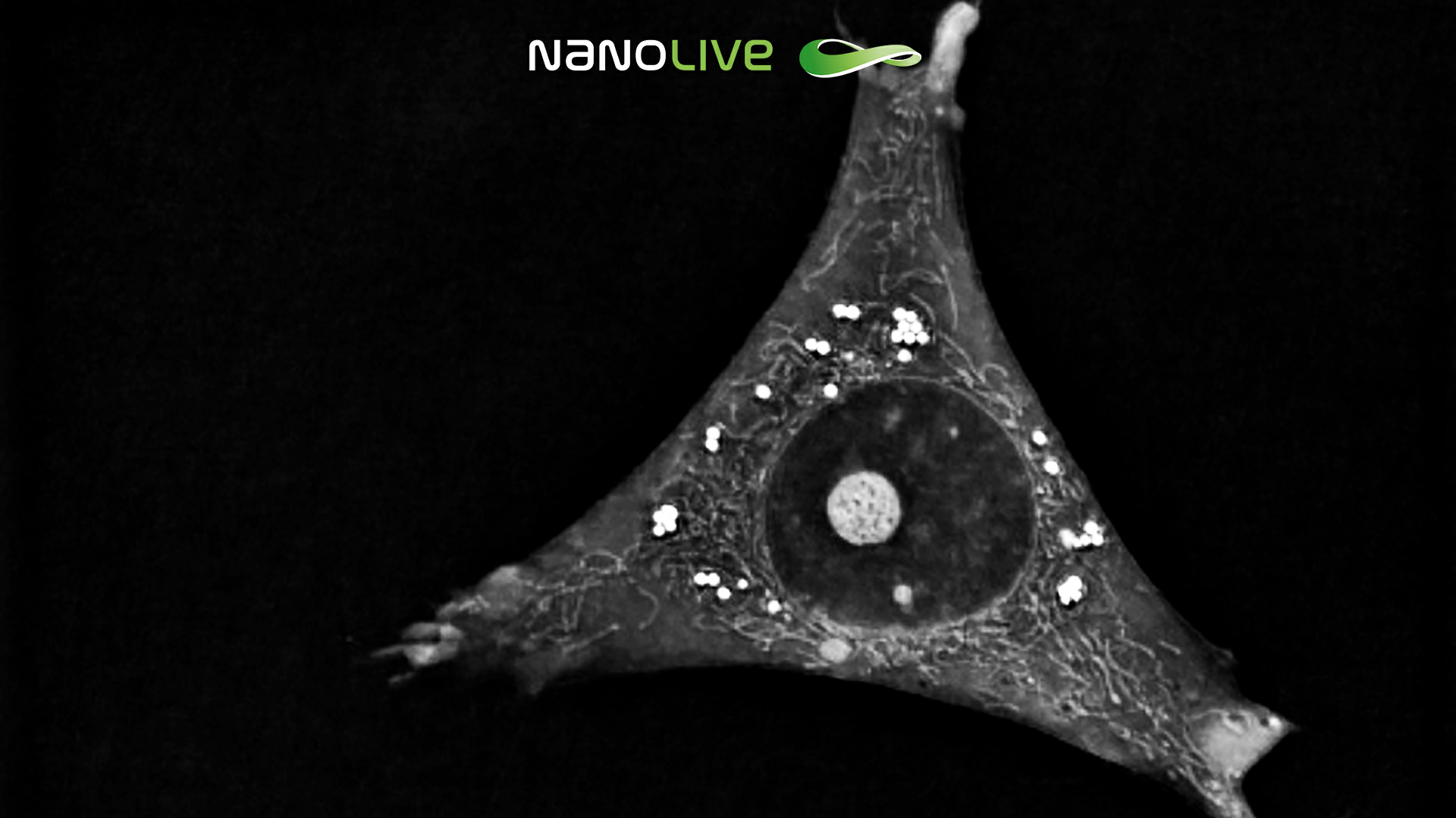 Unperturbed 3T3-derived preadipocyte cells (spreading) 3D Cell Explorer Unperturbed 3T3-derived preadipocyte cells (spreading) 3D Cell Explorer