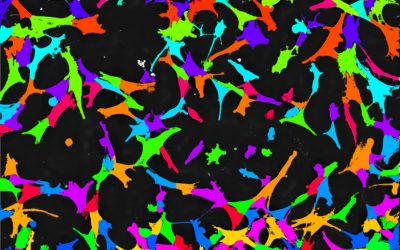 Watch Nanolive’s new webinar: “Label-free analysis of living cell populations reveals controlled phenotypic variation among single cells”