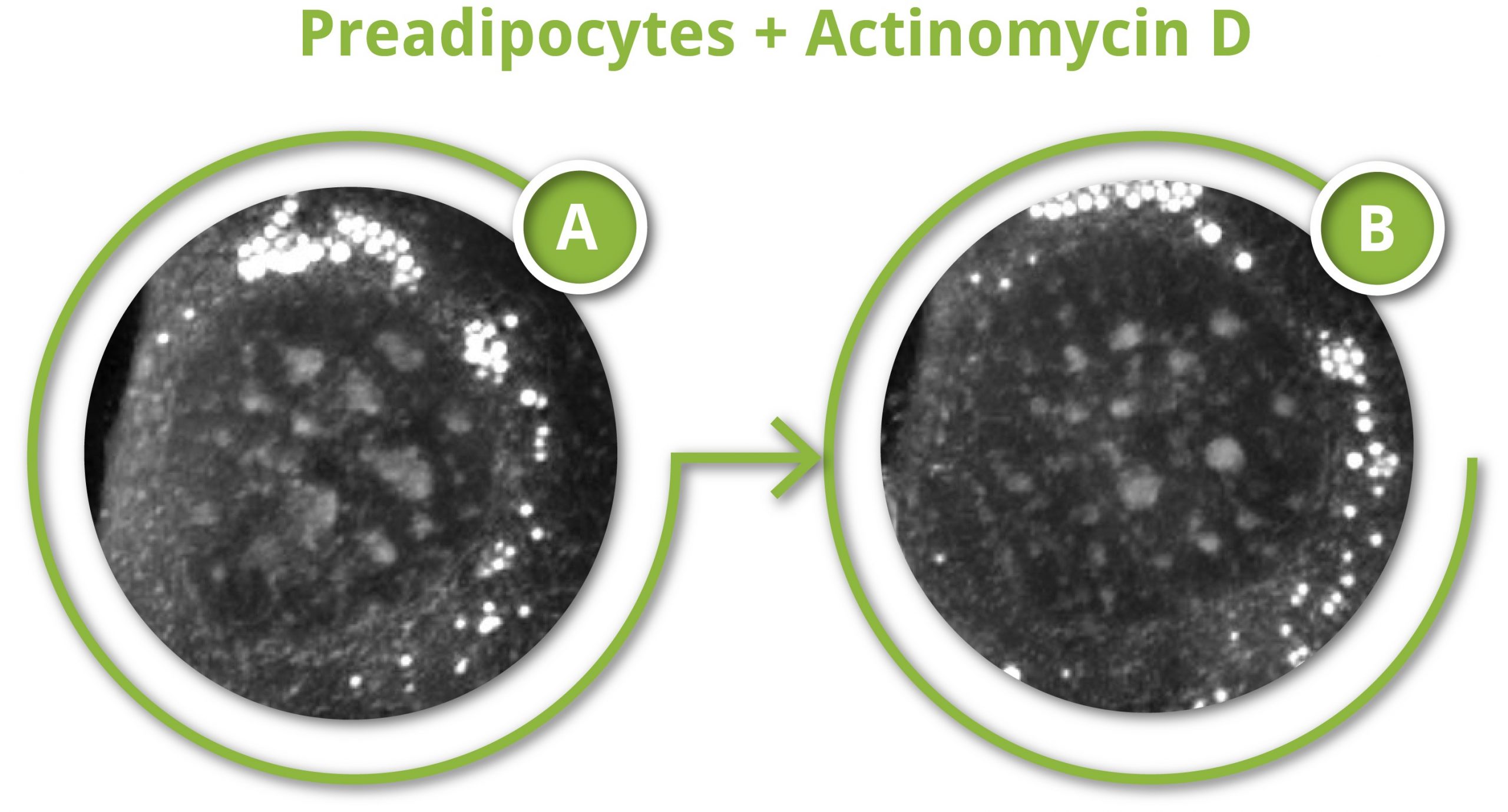 Infographic sequence effects Actinomycin D