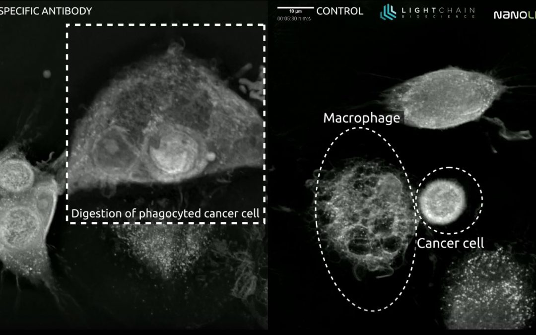 Is it possible to restore phagocytosis of cancer cells?