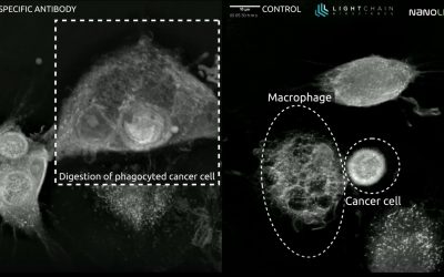 Is it possible to restore phagocytosis of cancer cells?