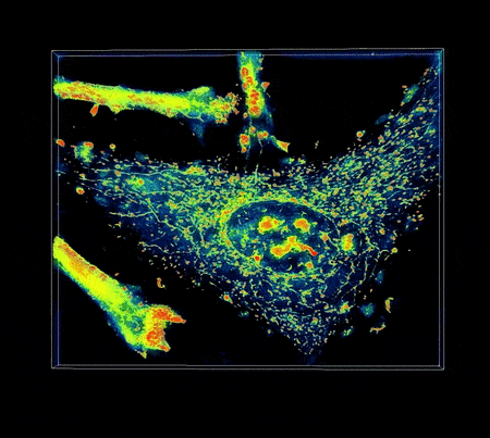 Mouse fibroblast animation in 3D