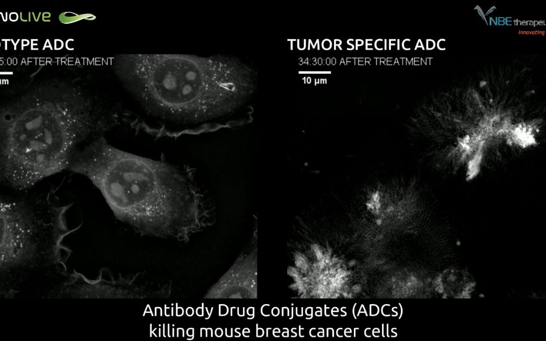ADC Trigger Selective Cancer Cell Death