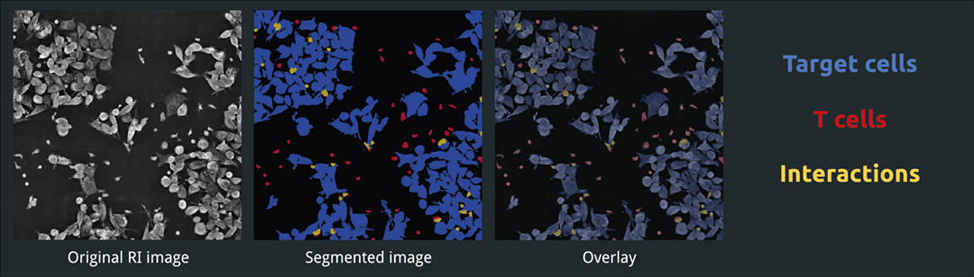 nl-flyer-live-t-cell-assay-interactions Live T cell assay interactions