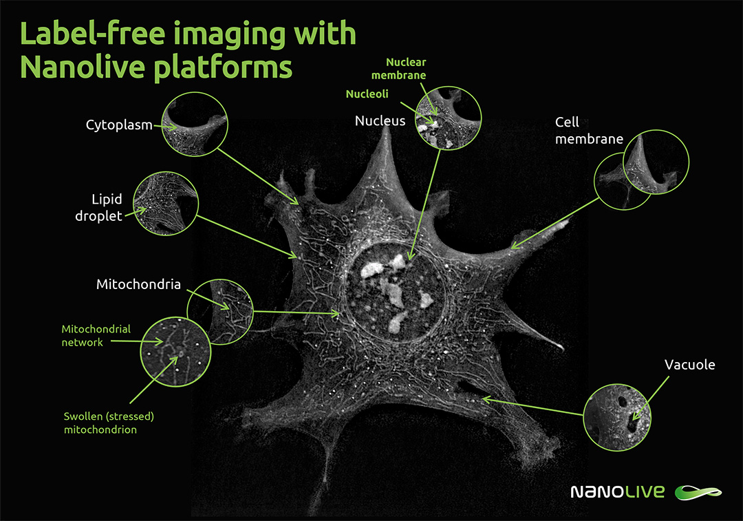 Nanolive's organelle guide, label-free imaging Nanolive's organelle guide, label-free imaging