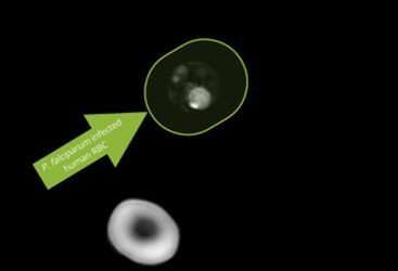 P. falciparum´s intra-erythrocytic cycle, an important immune escape strategy in Malaria