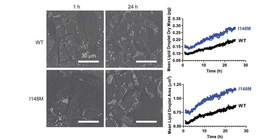 pnas.2318619121fig01_crop_ed Timelapse imaging and analysis