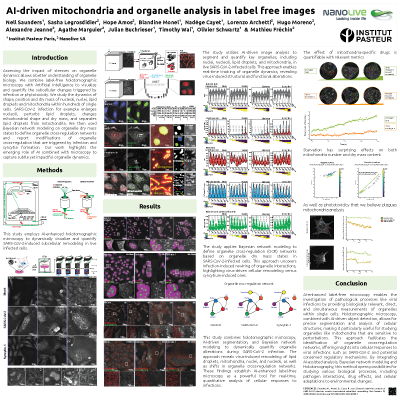 AI-driven mitochondria and organelle analysis in label free images